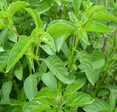 VibeX ® RXI-19 Organic Lime Basil Seeds Seed(1000 per packet)