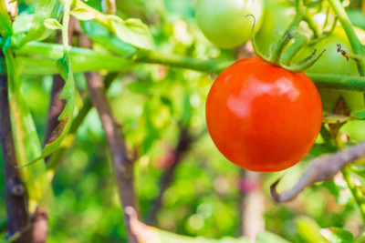 Weird tomato Seed(145 per packet)