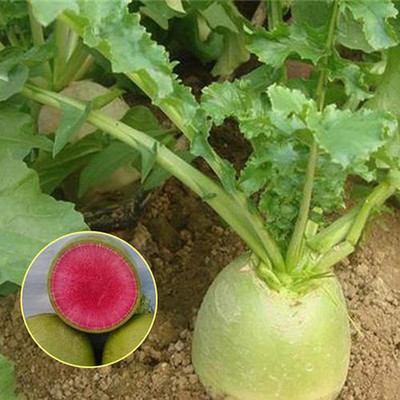 CYBEXIS Radish Seed(1200 per packet)