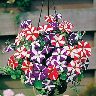 CYBEXIS XLR-57 - Petunia Starfall F1 Rainbow Mix - (60 Seeds) Seed(60 per packet)