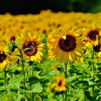 Aywal Sunflower Flower Tall Sungold GMO-Free Seed(150 per packet)