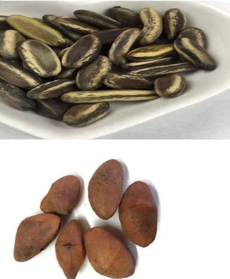 VINAYAK TRADERS Kaner and Gulmohar seeds|Oleander & Royal Poinciana Tree SEEDS (250 Each seeds) Seed(500 per packet)