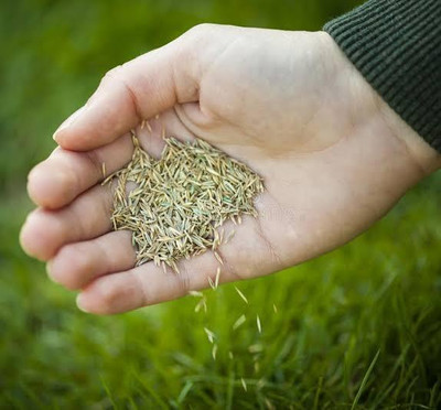 Greenfall Premium Park Lawn Grass Seeds - 5500 Seeds per Packet Seed(5500 per packet)