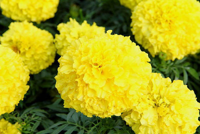 Iris Hybrid Seeds marigold/gende ka phool flower seeds Seed(25 per packet)
