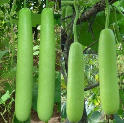 Oliver bottle gourd seed,sorakaya seed Seed(28 per packet)