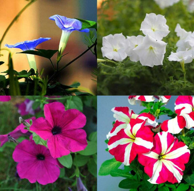 SEMINA VITA live petunia star flower seed Seed(60 per packet)