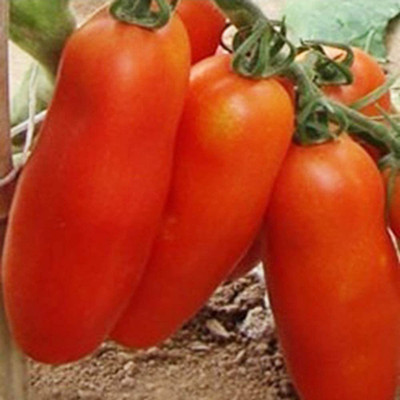 CYBEXIS F1 Hybrid Sweet Tomato Seeds 2000 Seeds Seed(2000 per packet)
