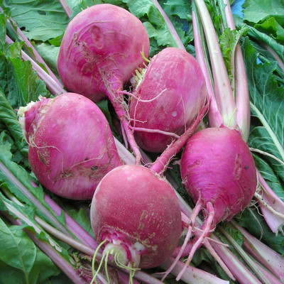 WILLVINE Turnip seed color purple-[2000 Seeds] Seed(2000 per packet)