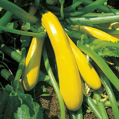 CRGO ZUCCHINI Seed(30 per packet)