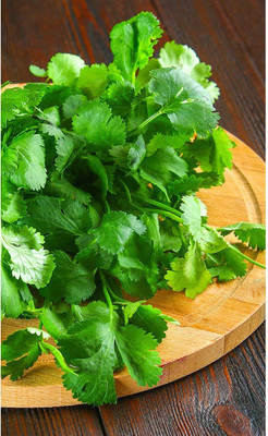 CYBEXIS KGF -54 - Herb Cilantro Calypso - (2250 Seeds) Seed(2250 per packet)