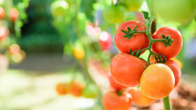 XOLDAA tomato Seed(110 per packet)