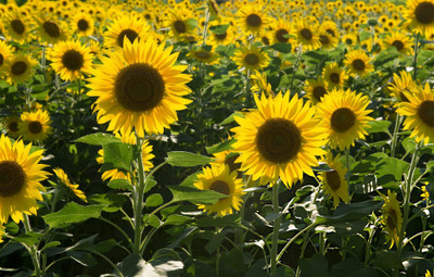 the green dotcom Sunflower Yellow Flower Seed(30 per packet)