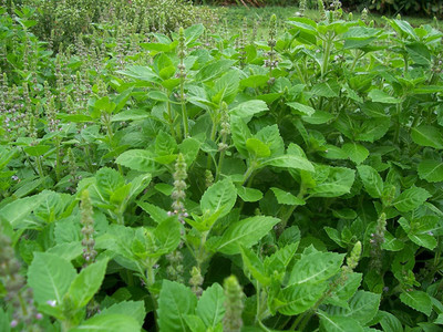 KNESSiN WILD FOREST TULSI/BASIL[1000 Seeds] Seed(1000 per packet)