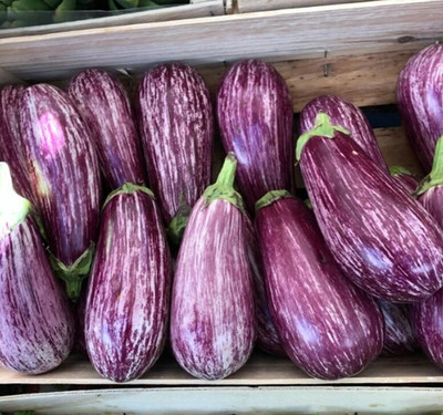 Avysa Eggplant Seeds organic Vegetable Seed(1200 per packet)