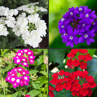 BDSresolve superbena verbena seeds Seed(64 per packet)