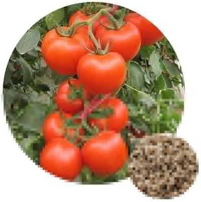 KANAYA Tomato Hybrid Seed(300 per packet)