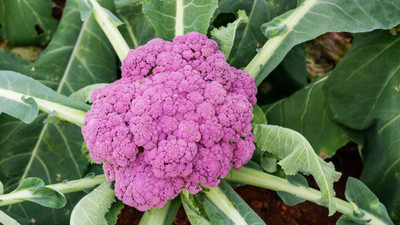 Shree Poojan white cauliflower,gobhee seeds Seed(15 per packet)