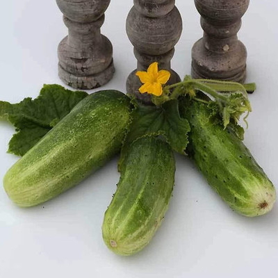 Avysa Organic Double Yield Cucumber-CuC_588 Seed(100 per packet)