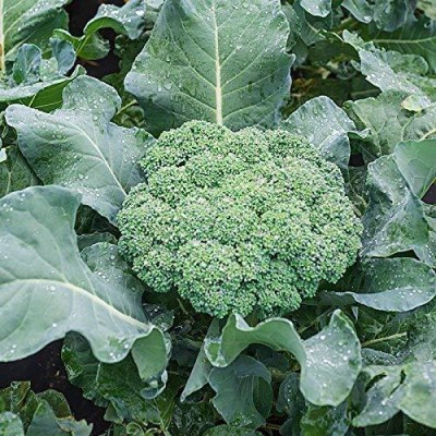 Qualtivate HYB-8A Broccoli For Planting Seed(300 per packet)