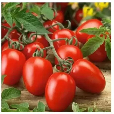 Aro Tomato, Tamatar Seed(130 per packet)