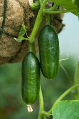 KNESSiN Cucumber Mini Munch Seed(200 per packet)