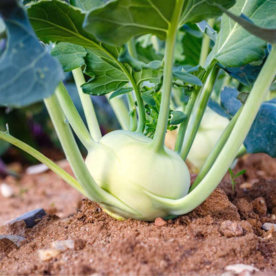 WASP Knol Khol (kohlrabi) Seed(2000 per packet)
