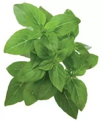 Qualtivate XLR-2 French basil Seeds Seed(1000 per packet)