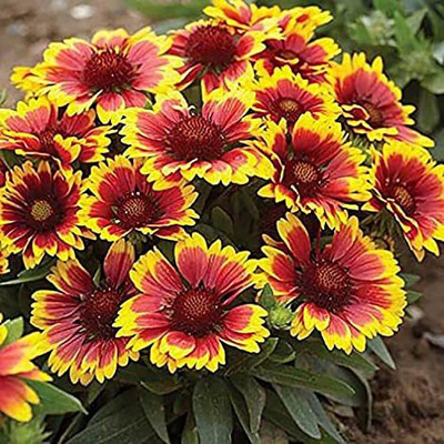 KANAYA Gaillardia Double Mixed Colour Flower Seed(110 per packet)