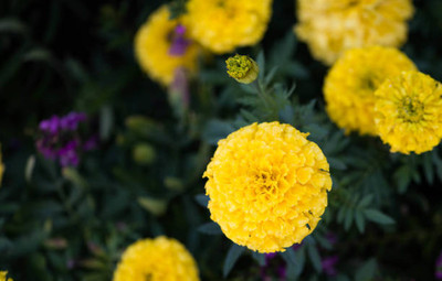 wequality marigold/gende ka phool flower seeds Seed(25 per packet)