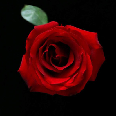 CYBEXIS XLL-18 - Red Rose Flowers - (100 Seeds) Seed(100 per packet)