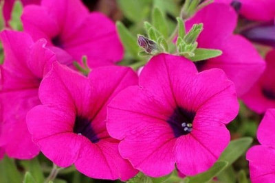 WHADE Pink petunia flower Seed(70 per packet)