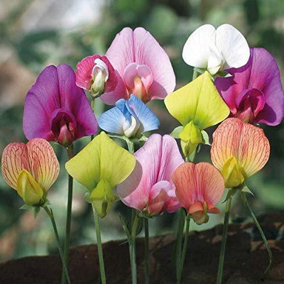 ACCELCROP Sweet Peas Flower Seed(15 per packet)