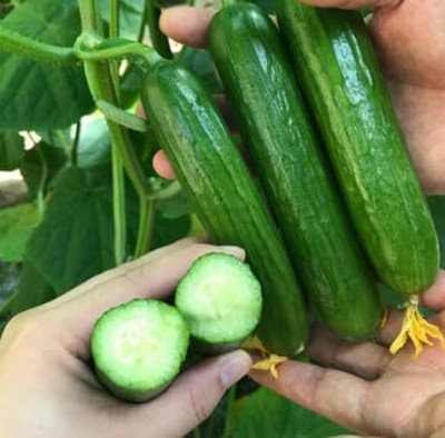 LPR CUCUMBER ,KHIRA Seed(50 per packet)