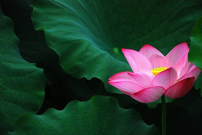 Mewar Impex lotus,kamal gatta Seed(10 per packet)
