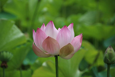 Jevik lotus,kamal gatta Seed(15 per packet)