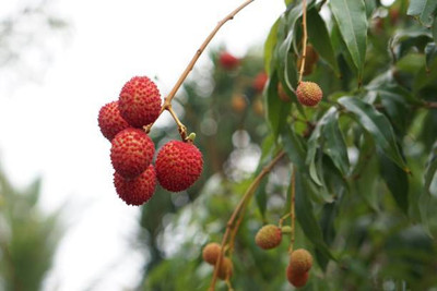 MAA LITCHI,LICHEE,LYCHEE Seed(11 per packet)