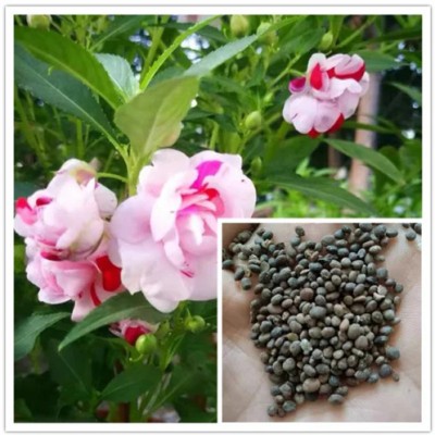 SREE balsam flower,Dopati flower Seed(120 per packet)