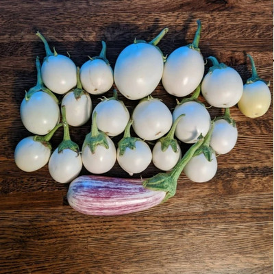 UGRA Brinjal Seed(2000 per packet)