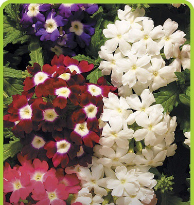 ORAKLE VERBENA MIX Seed(80 per packet)