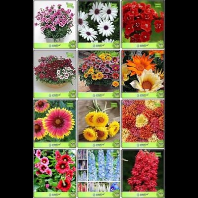 ibains Flower seed combo Seed(78 per packet)