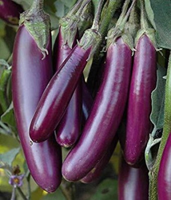 Qualtivate PUA-8A Brinjal Long Purple Variety - Hybrid Seed(300 per packet)