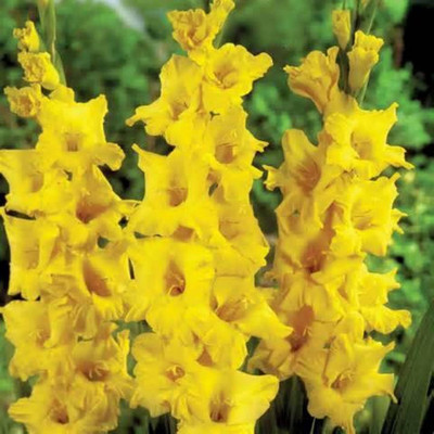 CRGO GLADIOULUS Seed(16 per packet)