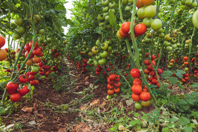 Sakuntala Hybrid Seeds tomato Seed(130 per packet)