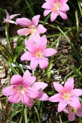 CYBEXIS VVI-38 - Pink Rain Lily - (540 Seeds) Seed(540 per packet)