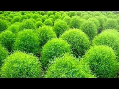 Lorvox Kochia Seed(20 per packet)