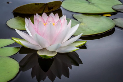 LPR LOTUS,KAMAL Seed(15 per packet)