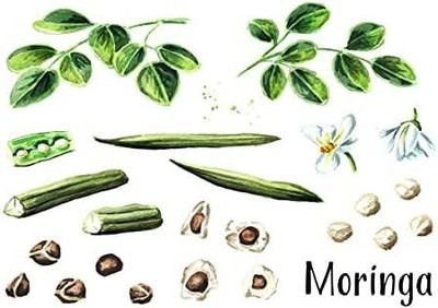 CYBEXIS XLL-86 - Moringa Oleifera (Drumstick Tree) - (450 Seeds) Seed(450 per packet)