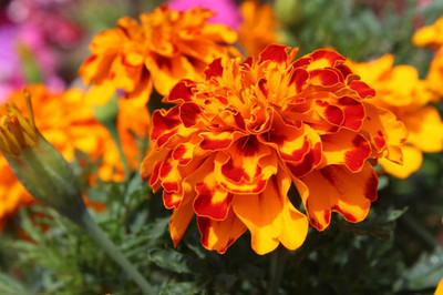 XOLDA Exotic marigold orange Seed(15 per packet)