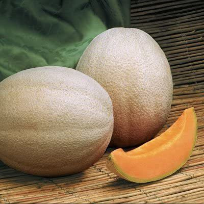 WILLVINE LXI-312 Musk Melon Cantaloupe Aphrodite F1 Seed(200 per packet)