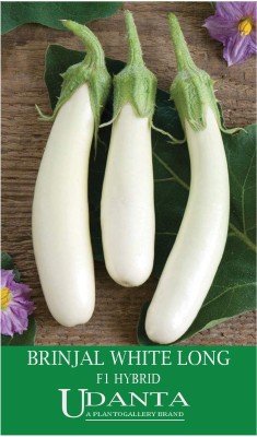 Udanta Hybrid Brinjal White Long Seeds For Home Gardening - Qty 30-40 Seeds Seed(1 per packet)